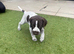 German shorthaired pointers 3 girls & 3 boys