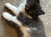 Maine coon cross kitten