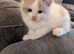 Ragdoll kittens ready now
