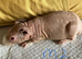 Skinny pig baby boys