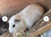 2 female guinea pigs