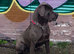 Cane corso bitch