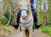 Appy x Dartmoor