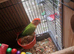 Male lovebird