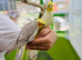 Cocktail parrot