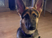6mth old German Shepherd