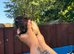 9 week old boy guinea pigs