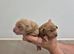 KC Registered Cocker Spaniels