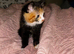 Beautiful kitten for sale