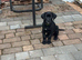 Female Cane Corso Puppy