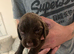 Beautiful cocker spaniel pups ready to leave on 19july