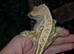 Male crested gecko