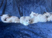 BEAUTIFUL RAGDOLL KITTENS
