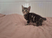 Tabby Girl Kitten