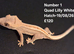 Lilly White Juvenile Crested Geckos with full Lineage