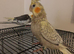 2 beautiful hand reared baby cockatiels