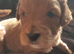Cavapoochon puppies, 3 Girls, 2 Boys
