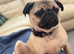 Male pug