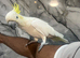 Friendly Super Cuddly Super Tame Lesser Sulphur Crested Cockatoo Parrot,22