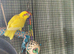 4 kakariki chicks ready now &pound;55 each