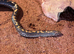 2 Sand boas for sale