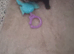 Beautiful Young Female Ferret 8 weeks