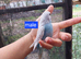Budgies for sale