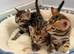 Stunning Bengal Kittens – Reserve Now!