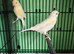 1 pair yellow dimorphic canaries ea
