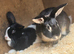 Male Rabbit For sale