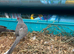 2 diamond dove