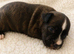Kc reg black brindle white staffys