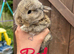 Mini lop babies