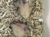 Adorable hand reared cockatiels