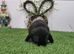 Mini lop