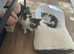3 mixed breed kittens ready for new loving homes
