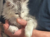 Gorgeous Maine Coon Kittens with GCCF Pedigree for Adoption