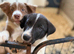 Last 4 pups available