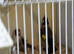 4 pair goldfinchs for sale 2025