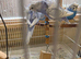 Gorgeous, very pretty Helicopter Baby Budgies