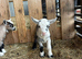 Beautiful Pygmy billy kid