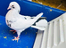 Baby Fantail Pigeons
