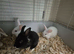 Angora lionlops