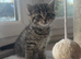 Scottish fold kittens