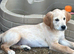 Gorgeous KC Registered Golden Retriever Boy