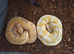 3 males snakes for sale