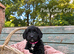 Mini Goldendoodle Babies