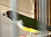 Gouldian finches for sale