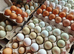 Point of Lay Hens - lots to choose from - hybrid layers including coloured eggs