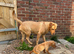 Boy labrador for rehome